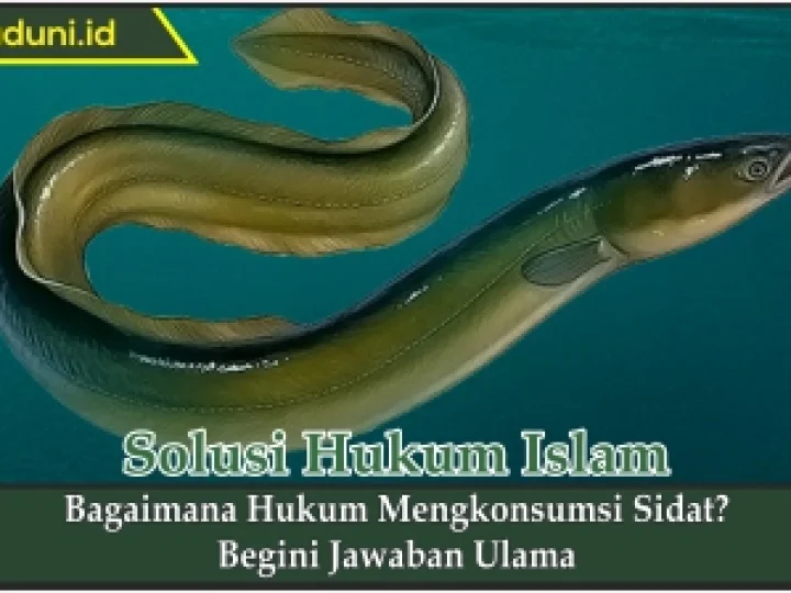 Bagaimana Hukum Mengkonsumsi Sidat?