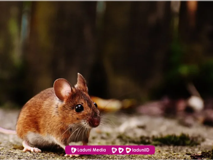 Hukum Minyak Goreng Kemasukan Bangkai Tikus