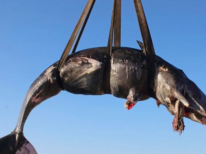 Paus Bunting Mati Terdampar di Italia