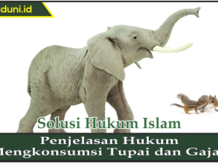 Penjelasan Hukum Mengkonsumsi Tupai dan Gajah
