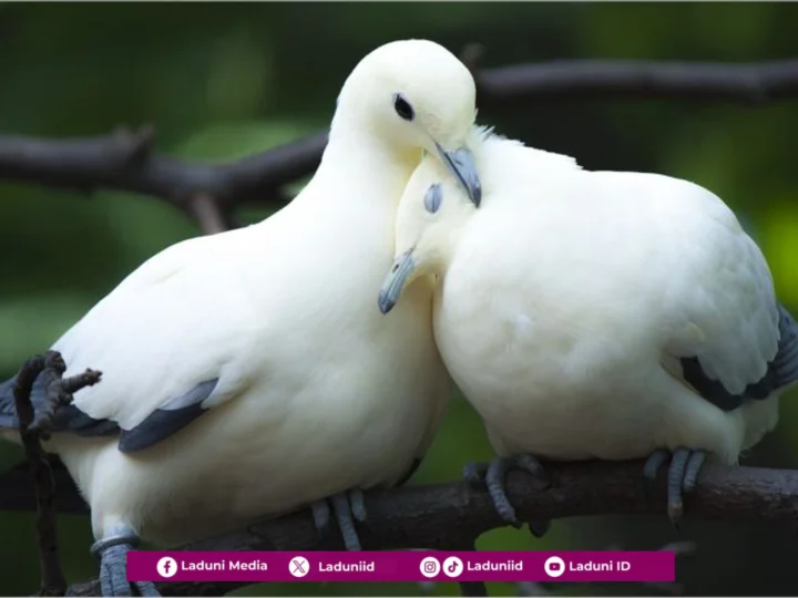 Hukum Bercumbu dengan Istri yang Sedang Haid