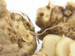 Khasiat Luar Biasa dari Temulawak untuk Kesehatan