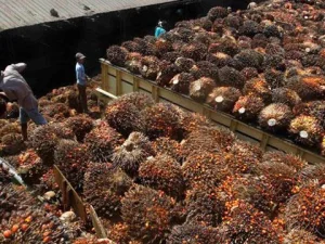 Sawit di Indonesia Sekarang Bisa Diolah dan Diserap Sendiri