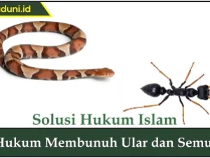 Hukum Membunuh Ular dan Semut