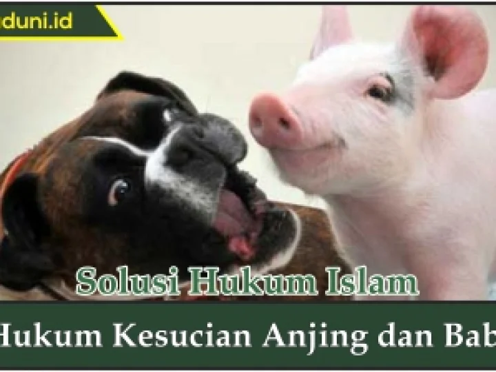 Hukum Kesucian Anjing dan Babi