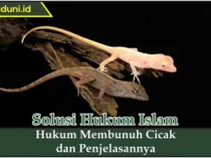 Hukum Membunuh Cicak dan Penjelasannya