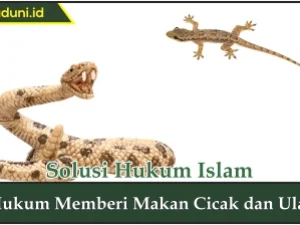 Hukum Memberi Makan Cicak dan Ular