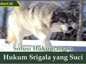 Hukum Srigala yang Suci