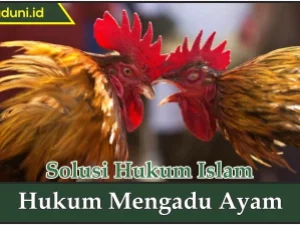 Hukum Mengadu Ayam