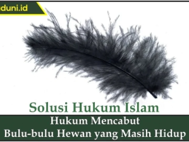 Hukum Mencabut Bulu-bulu Hewan yang Masih Hidup
