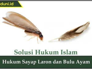 Hukum Sayap Laron dan Bulu Ayam