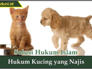 Hukum Kucing yang Najis