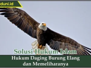 Hukum Daging Burung Elang dan Memeliharanya