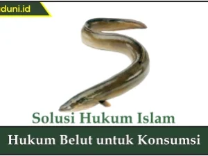 Hukum Belut untuk Konsumsi