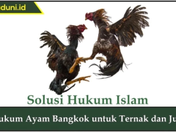 Hukum Ayam Bangkok untuk Ternak dan Jual