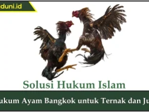 Hukum Ayam Bangkok untuk Ternak dan Jual
