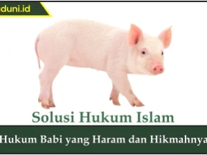 Hukum Babi yang Haram dan Hikmahnya