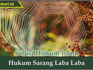 Hukum Sarang Laba Laba