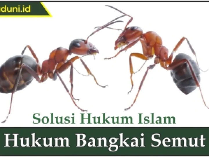 Hukum Bangkai Semut