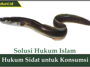 Hukum Sidat untuk Konsumsi