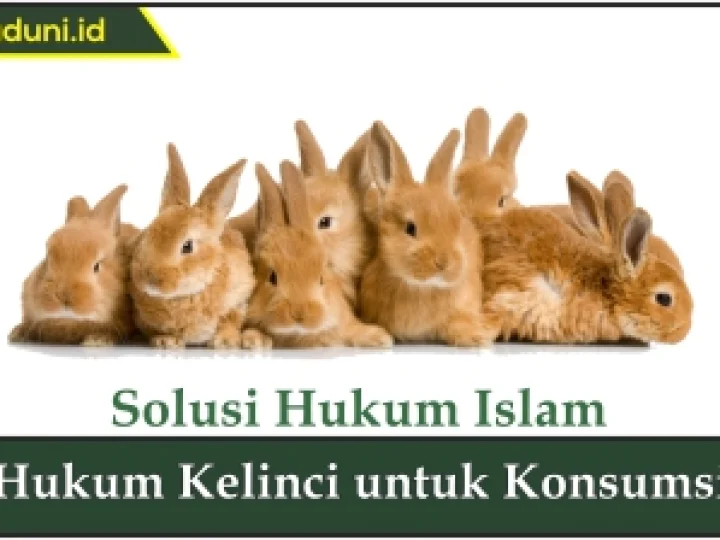 Hukum Kelinci untuk Konsumsi