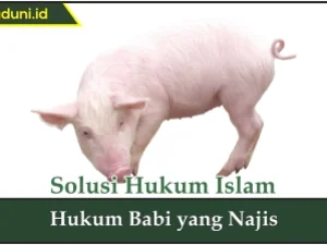 Hukum Babi yang Najis