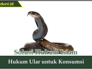 Hukum Ular untuk Konsumsi