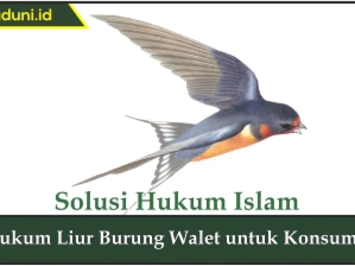 Hukum Liur Burung Walet untuk Konsumsi