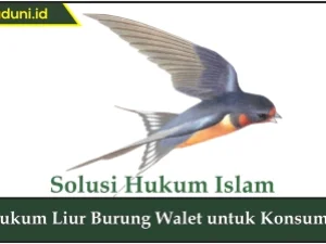 Hukum Liur Burung Walet untuk Konsumsi