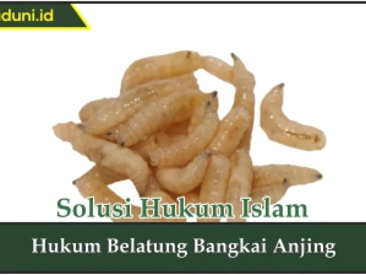 Hukum Belatung Bangkai Anjing