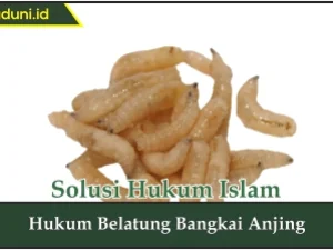 Hukum Belatung Bangkai Anjing
