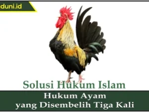 Hukum Ayam yang Disembelih Tiga Kali