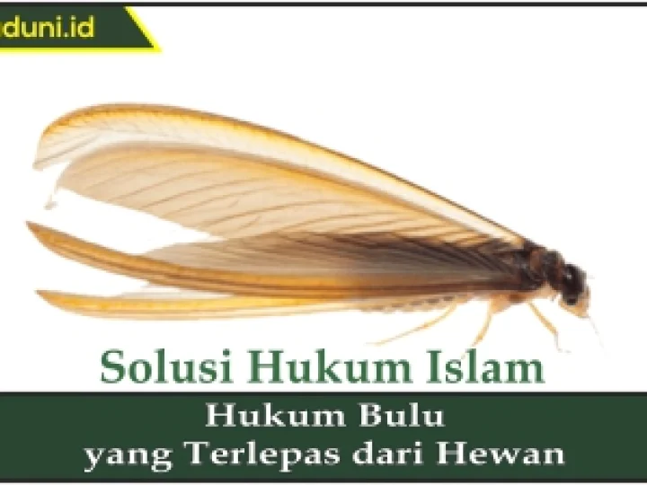 Hukum Bulu yang Terlepas dari Hewan