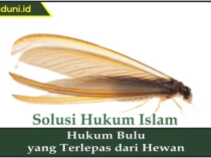 Hukum Bulu yang Terlepas dari Hewan
