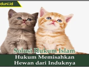 Hukum Memisahkan Hewan dari Induknya