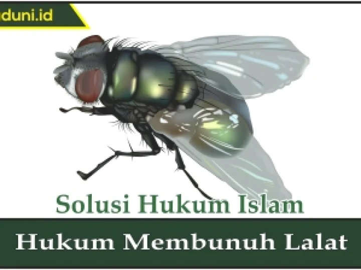 Hukum Membunuh Lalat