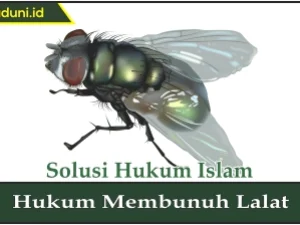 Hukum Membunuh Lalat