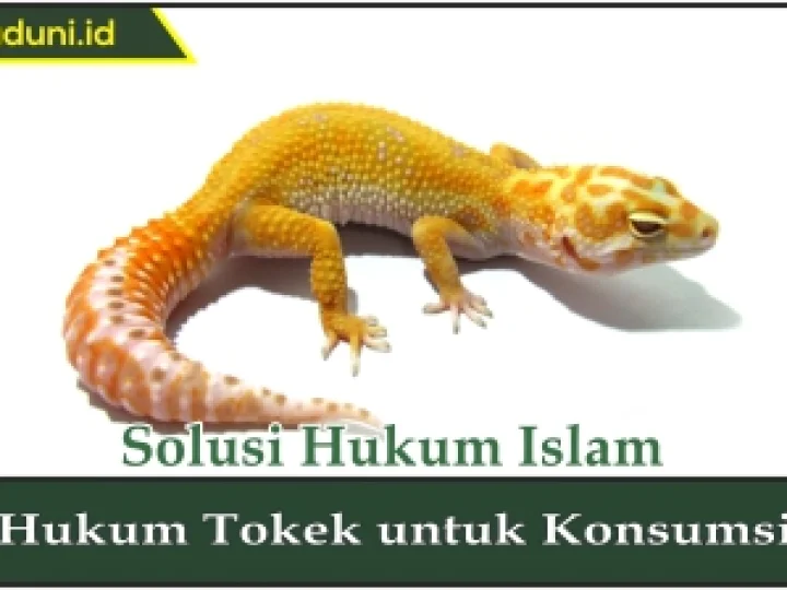 Hukum Tokek untuk Konsumsi