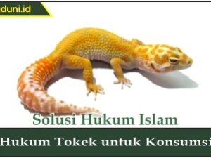 Hukum Tokek untuk Konsumsi
