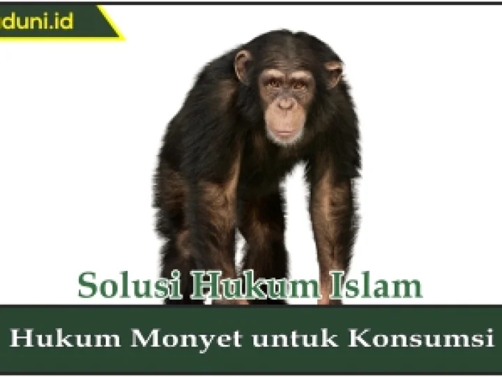 Hukum Monyet untuk Konsumsi