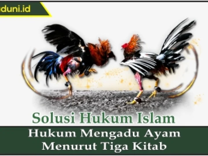 Hukum Mengadu Ayam Menurut Tiga Kitab