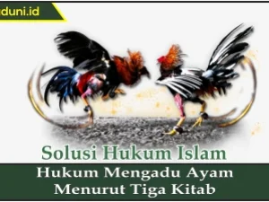 Hukum Mengadu Ayam Menurut Tiga Kitab