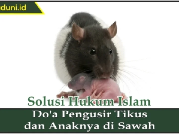 Do'a Pengusir Tikus dan Anaknya di Sawah