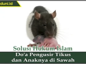 Do'a Pengusir Tikus dan Anaknya di Sawah