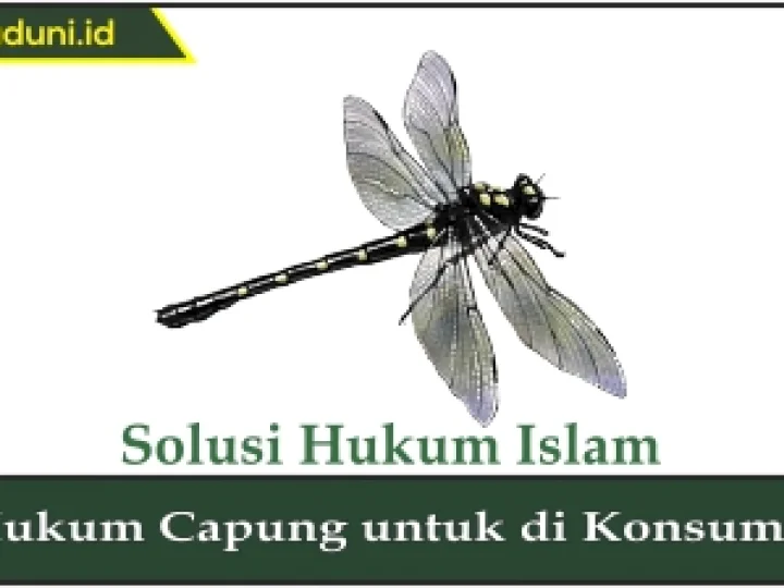 Hukum Capung untuk Dikonsumsi