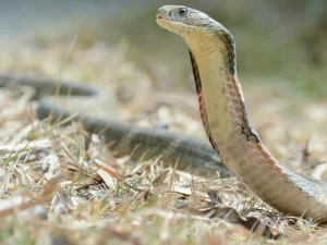 Seorang Petani India Balas Gigit Ular Berbisa, Sebelum Akhirnya Meninggal