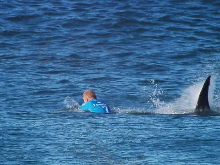 Keganasan Hiu Akibatkan Turis AS Tewas Saat Berenang di Hawaii