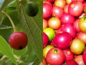 Kersen, Salah Satu Buah dari Tanaman Liar yang Memiliki Segudang Manfaat Kesehatan