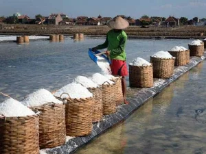 Keluhan Petani Garam Karena Harga Anjlok Jelang Panen