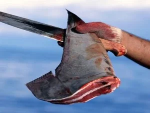 Perdagangan Sirip Hiu Resmi Dilarang di Kanada